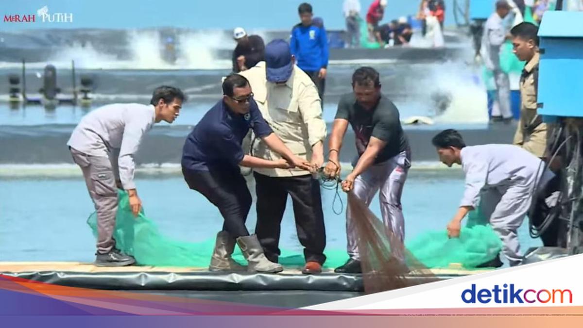 Prabowo Pulls Nets with Shrimp Farmers During Major Harvest in Kebumen
