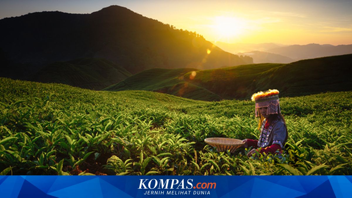 Five Contemporary Tea Plantations in Central Java with Exciting Rides