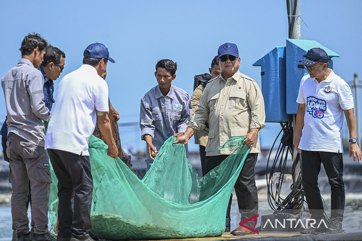 Prabowo harvests shrimp in Kebumen as one hectare yields Rp2.8 billion