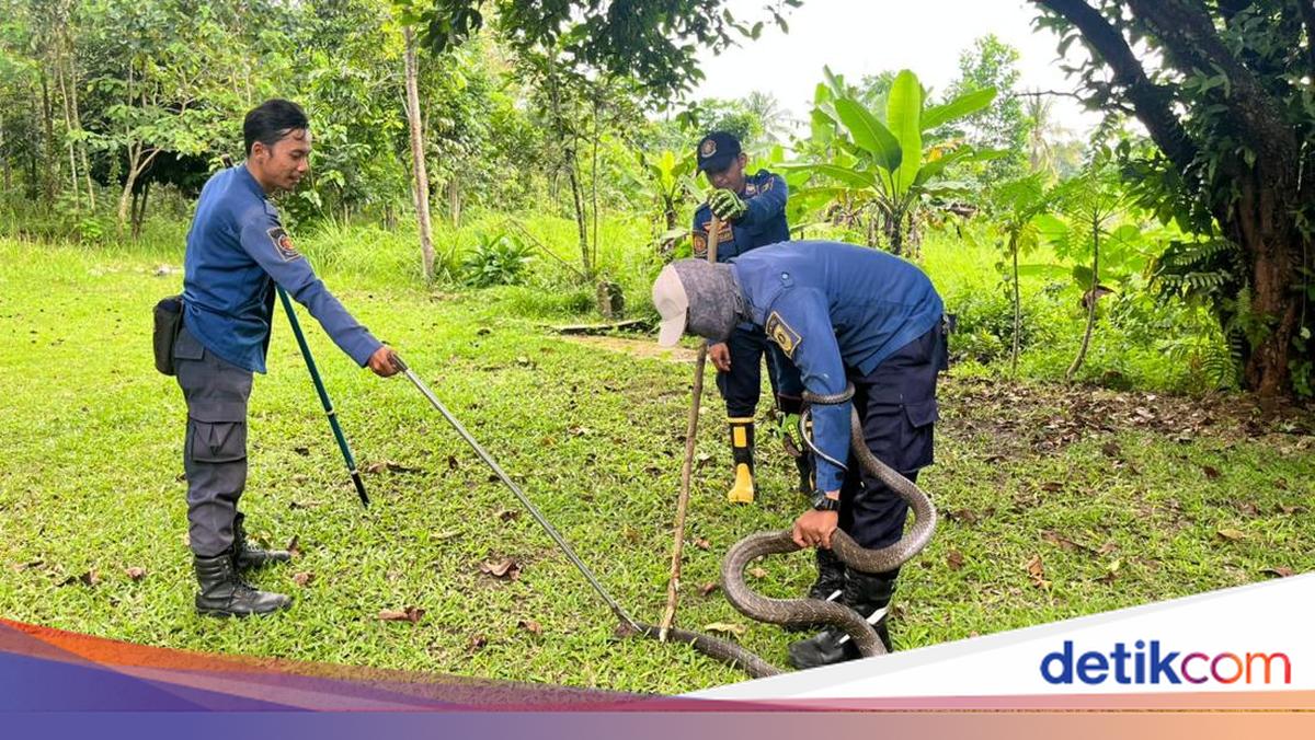 Hiii! King Cobra Enters a Resident's Front Yard in Bogor, Fire Department Responds