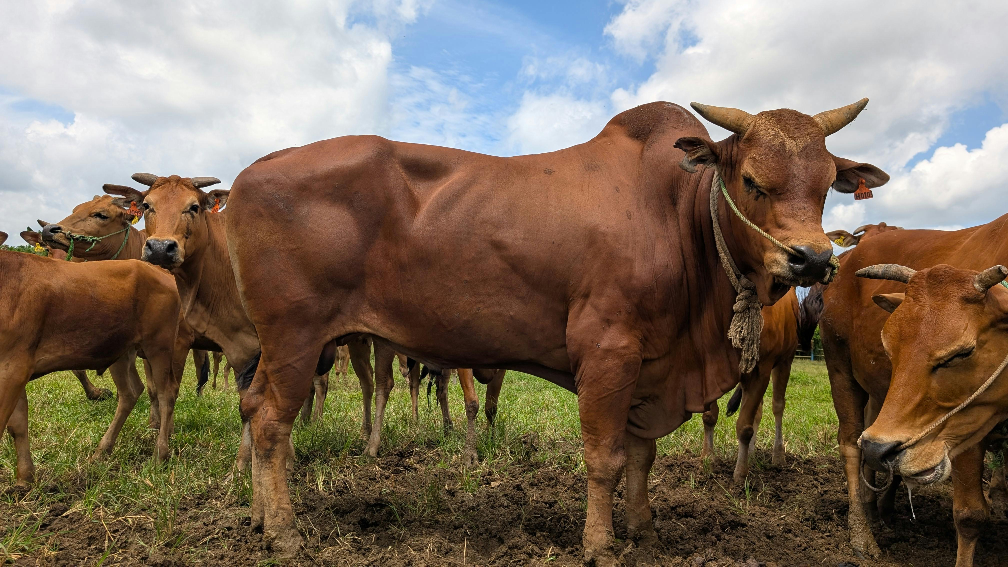 Easy and Blessed: How to Prepare for Qurban with Shariah Mutual Funds