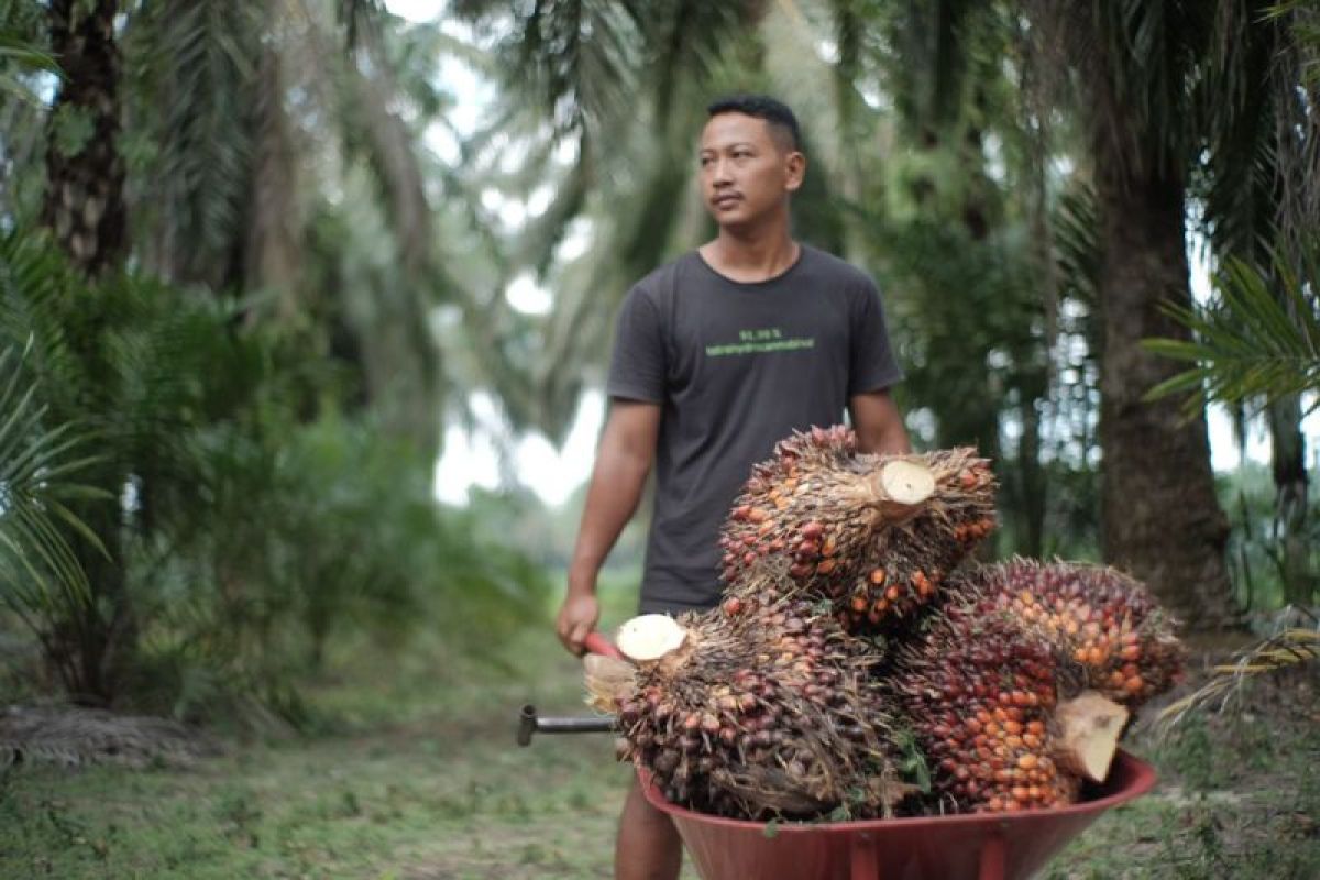 Agriculture Ministry Oversees Palm Oil Companies to Safeguard Production Against El Niño