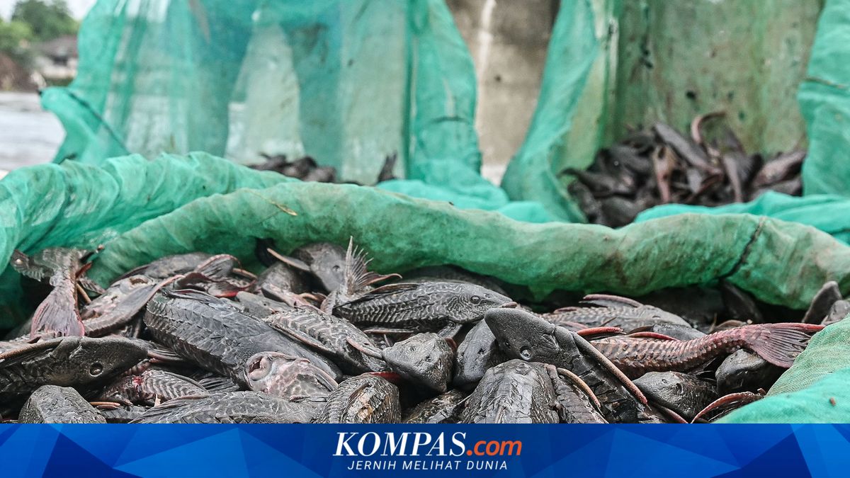 Why Are Invasive Fish Such as Red Devil and Suckermouth Catfish Difficult to Eradicate? Experts Explain