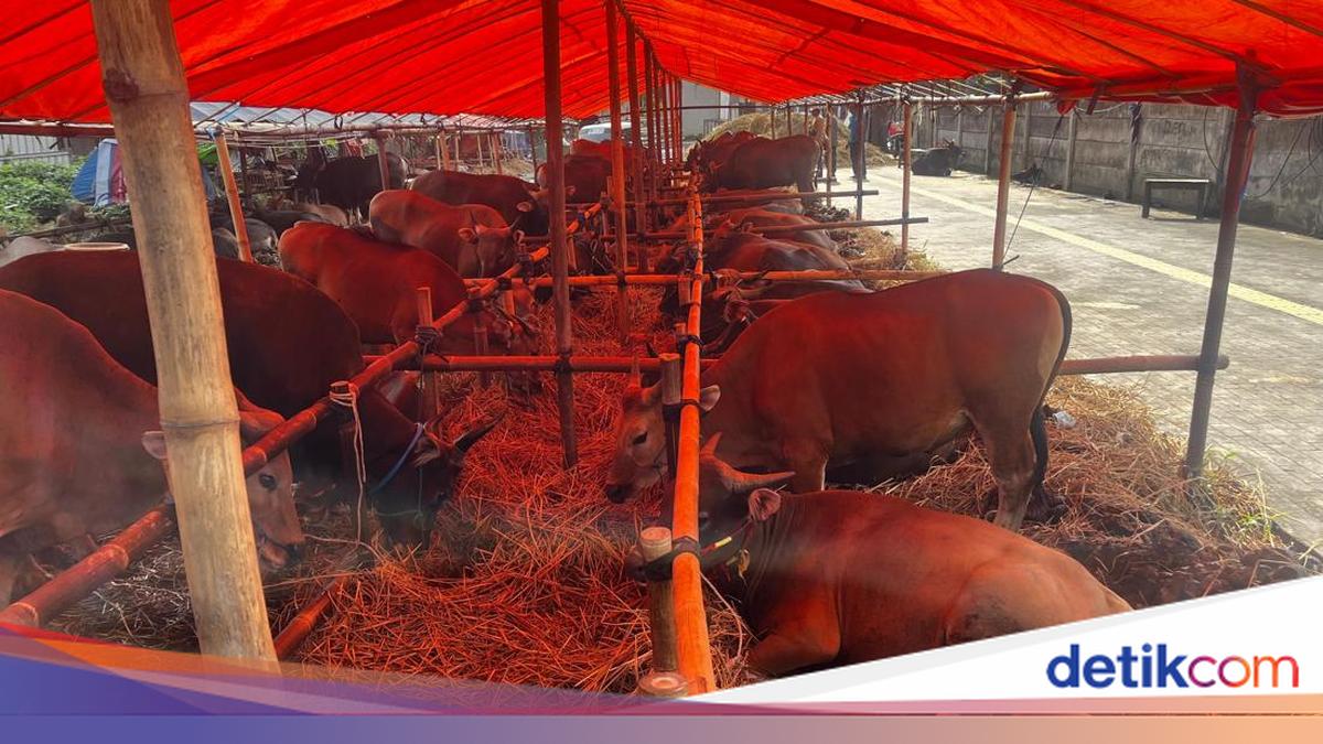 Said Delighted as All 85 Cattle from His Bima Herd Sell Out in South Jakarta: Only Two Left