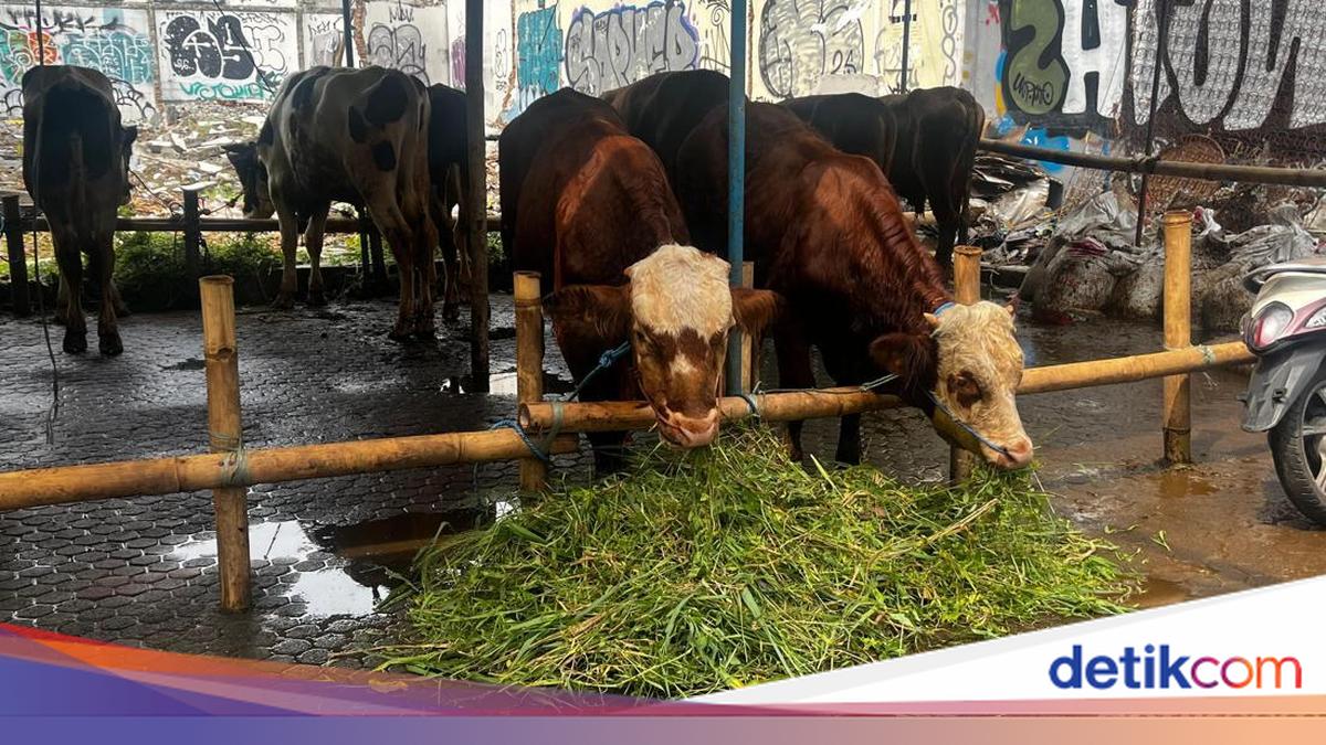 Cattle traders say sacrificial cattle sales in Jakarta remain high despite rising prices