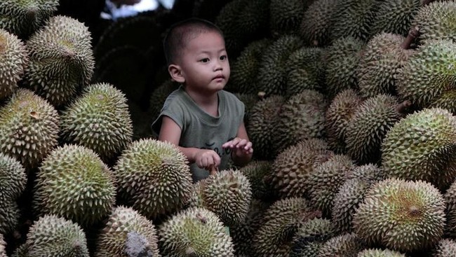 Thailand Uses AI to Boost Durian Quality