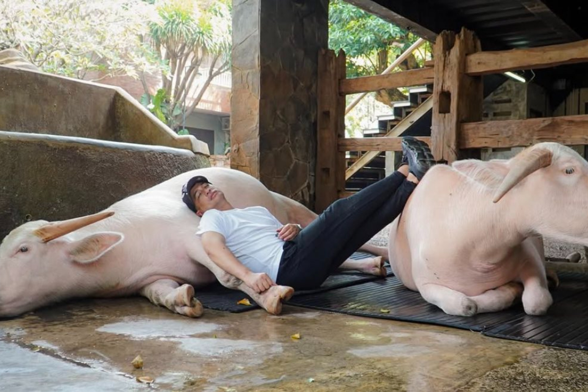 Irfan Hakim Says His Cattle Were Purchased by President Prabowo, Seskab Teddy, and Raffi Ahmad