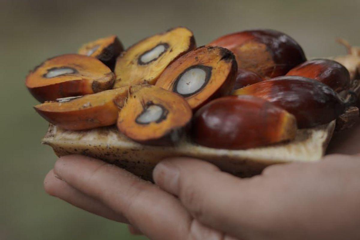 Agriculture Minister says crude palm oil will bolster national agricultural export performance