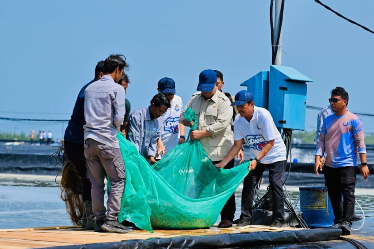 Indonesia pushes massive shrimp farming expansion under Prabowo