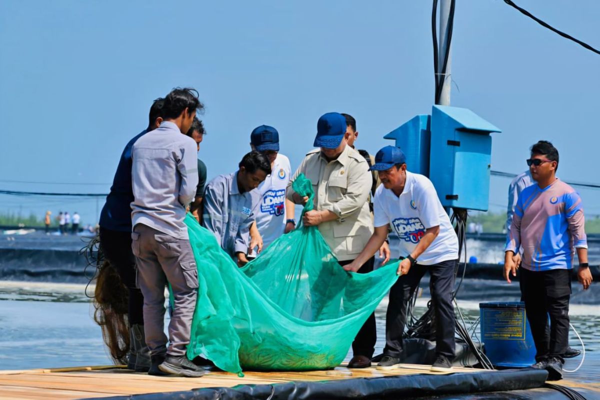 Prabowo attends shrimp harvest in Kebumen, produces Rp2.8B per hectare
