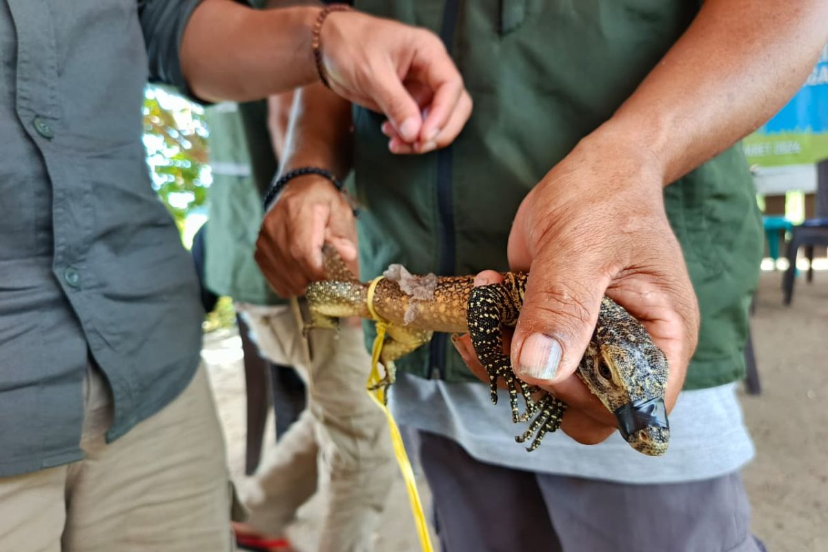 Baby Komodo Dragon that entered resident's house in East Manggarai has been captured