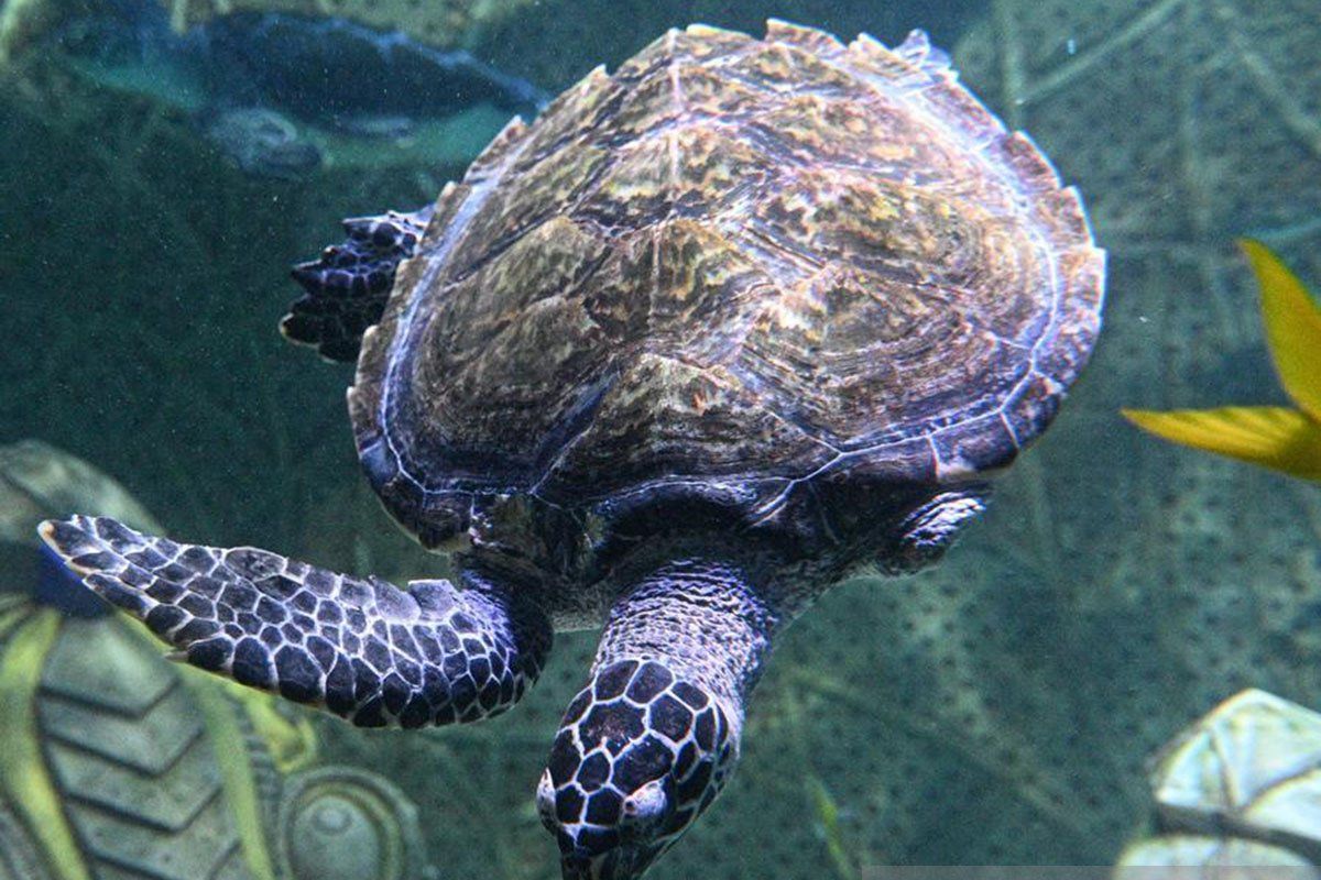 Protecting Sea Turtles: New Sea Turtle Shelter Opens in Hainan, China