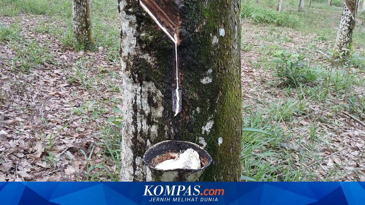 Government Opens Opportunities for Rubber Farmers to Receive Fertiliser Subsidies