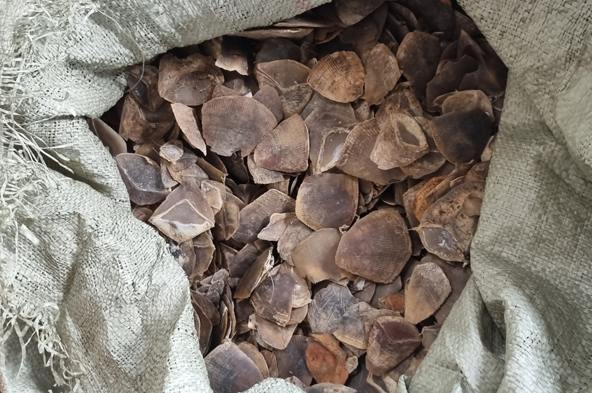 Three Tonnes of Pangolin Scales Destined for Cambodia Seized; One Suspect Detained