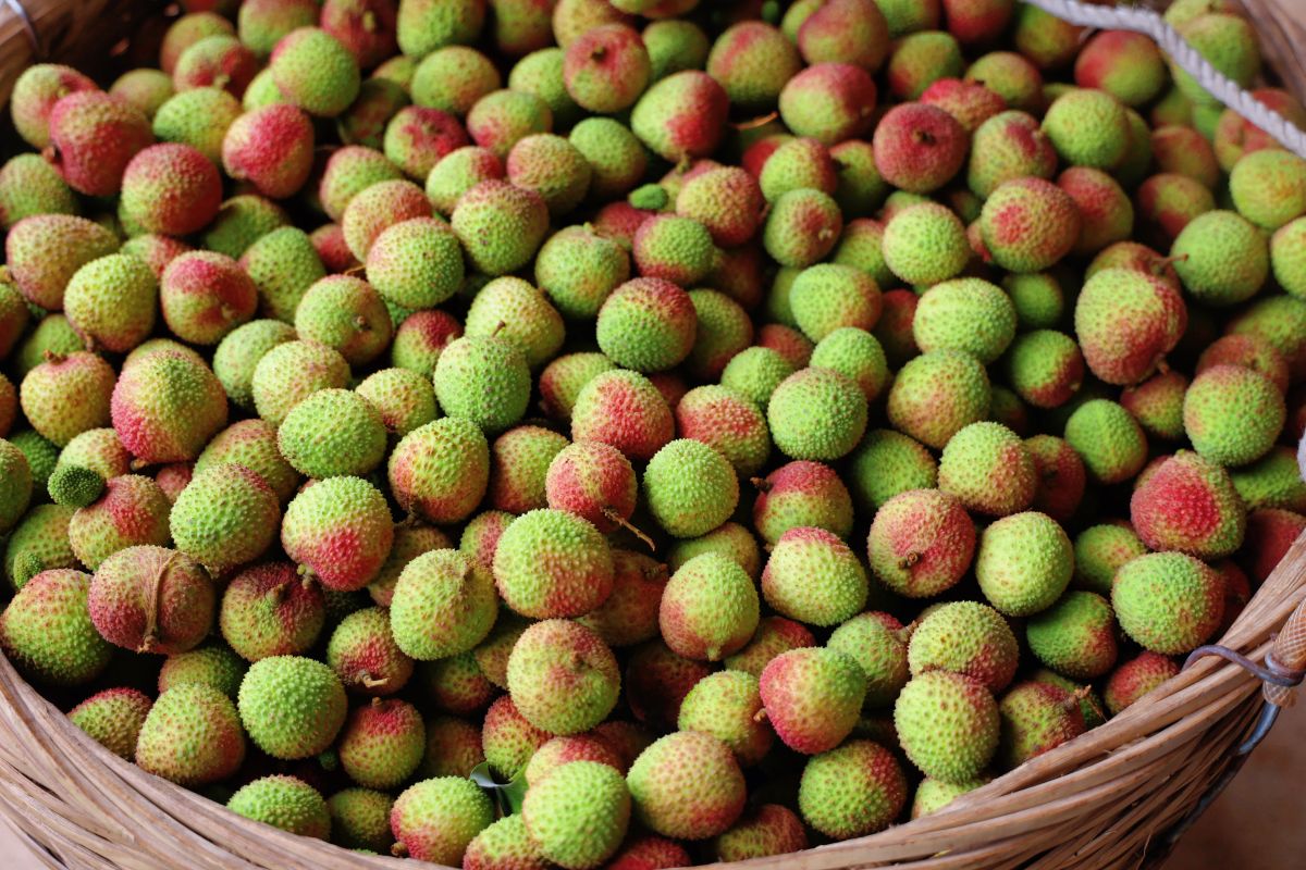 Pubei Lychees Reach Wider Markets Thanks to Modern Supply Chains