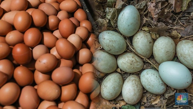 Chicken Eggs vs Duck Eggs: Which is Healthier?