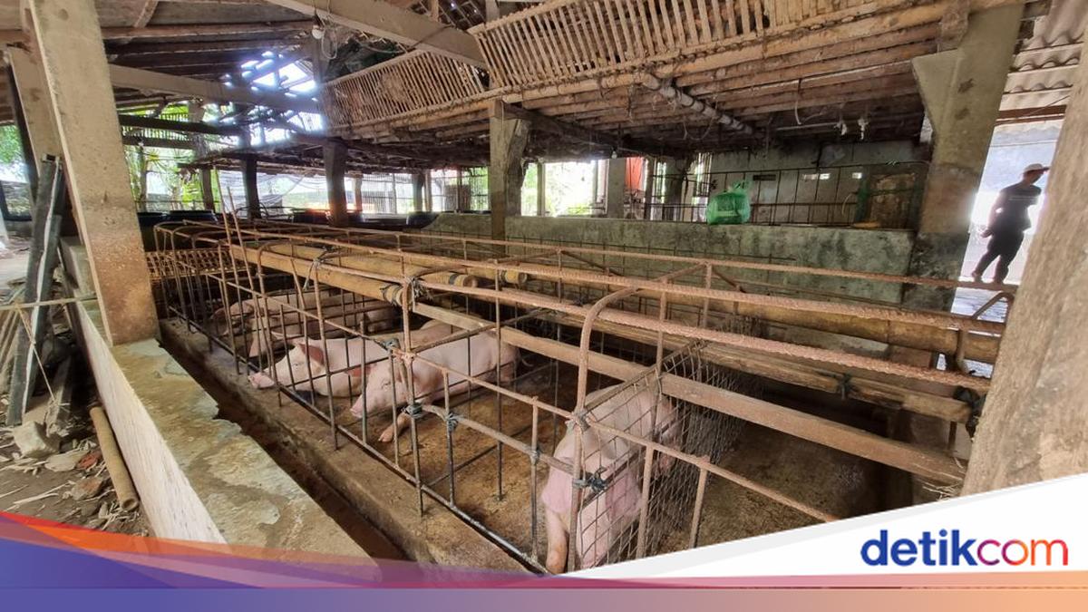 Mysterious Pig Deaths in Tabanan's Perean Village Await Lab Tests