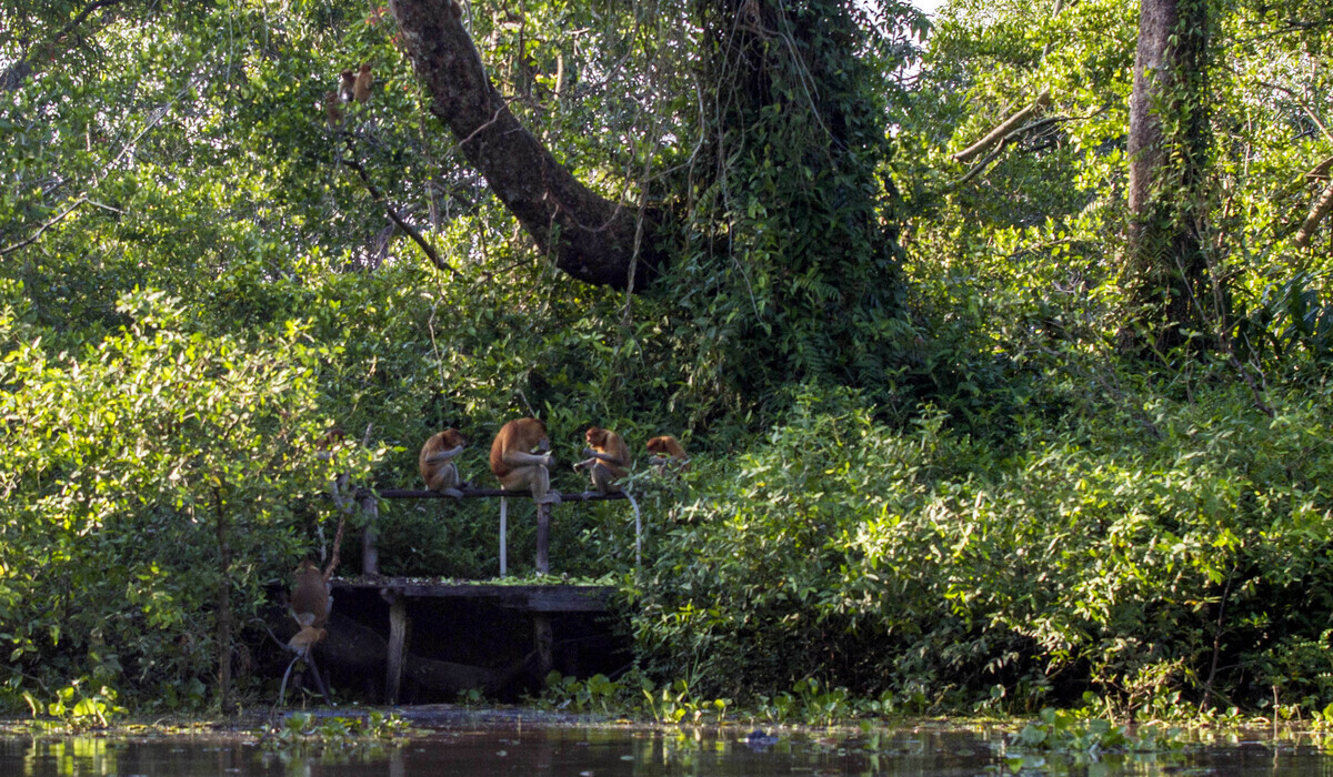 Rare Mangrove Species in Balikpapan Bay Faces Extinction, Proboscis Monkey Habitat Threatened