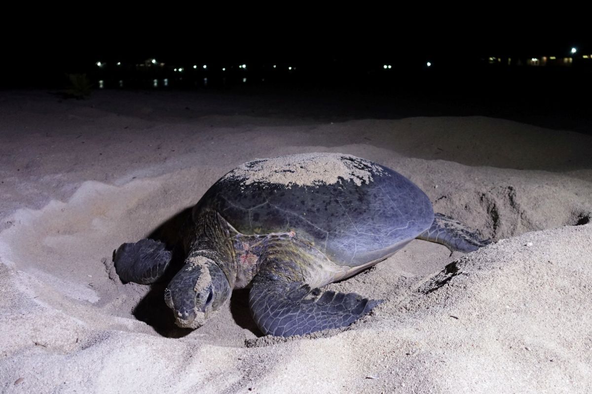 KKP and YKAN Enhance Sea Turtle Conservation in Berau Using Drones