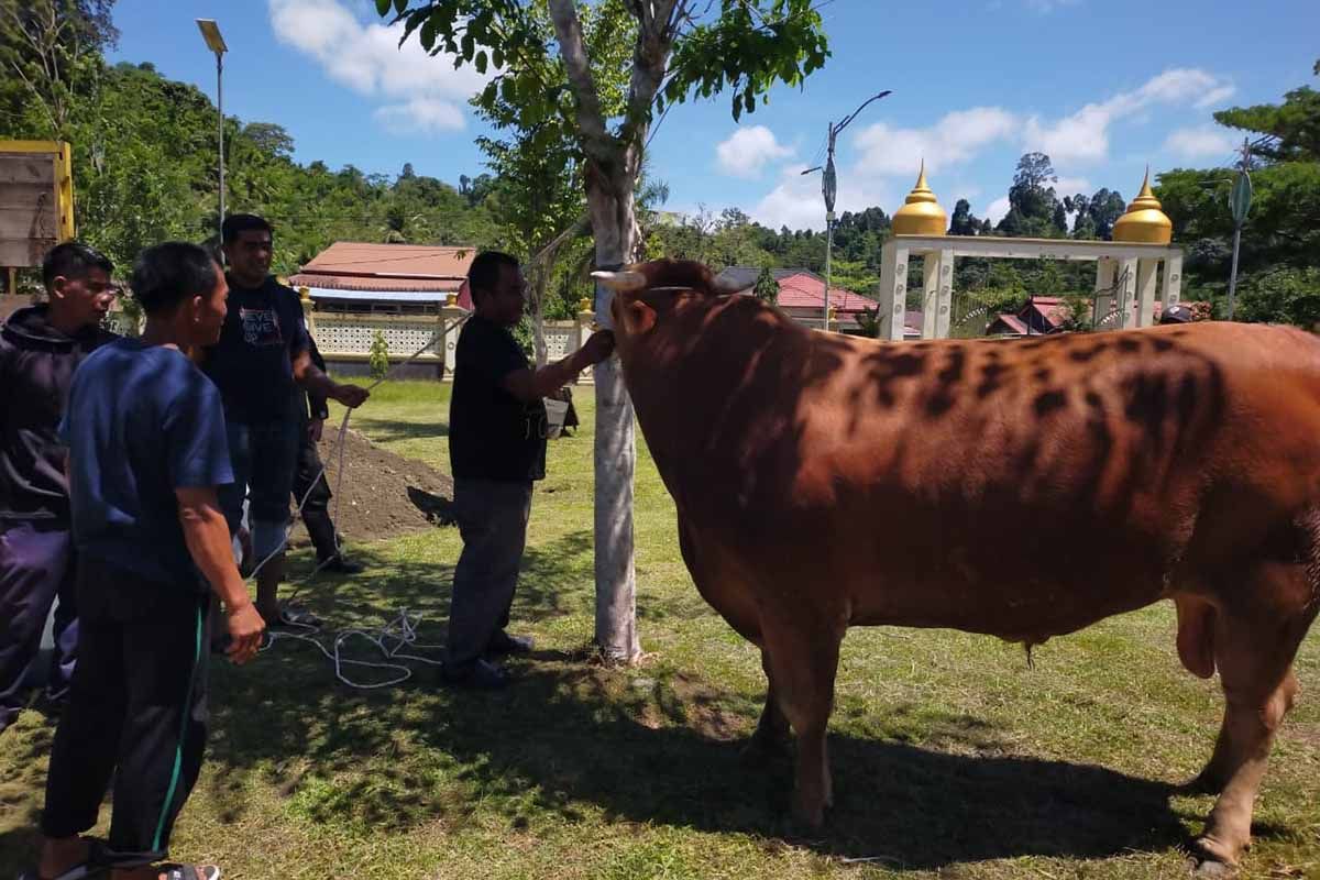 Indonesian President donates one-tonne sacrificial cow to Simeulue community