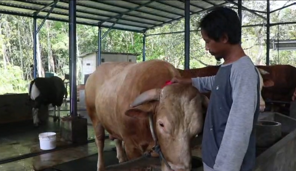 President Delivers 1.05-Tonne Jumbo Sacrificial Cow to Balikpapan