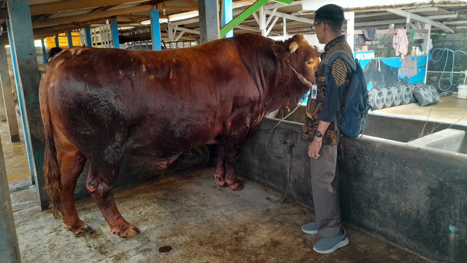 Banyumas Slaughterhouse Capacity Boosted Ahead of Idul Adha