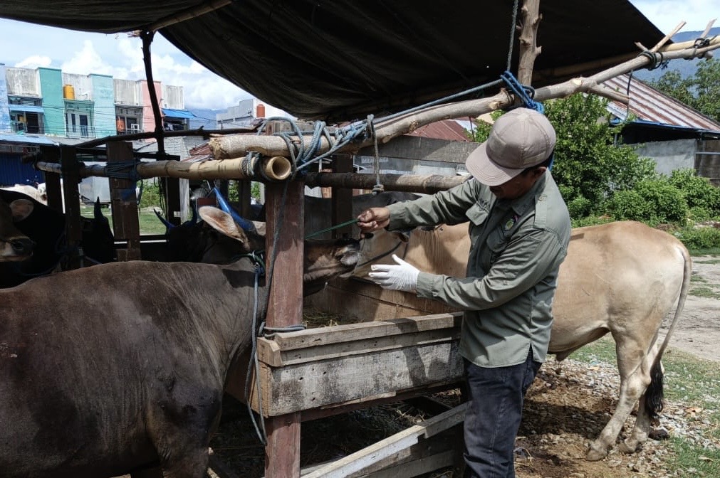 Hundreds of Palu City Cattle Cleared for Qurban Sacrifice