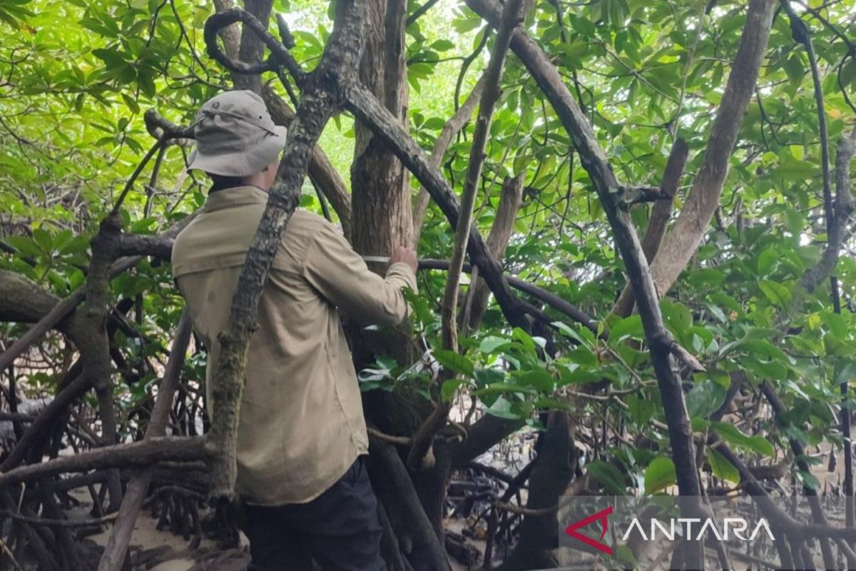BRIN, UGM urge protection of rare mangrove species in E Kalimantan