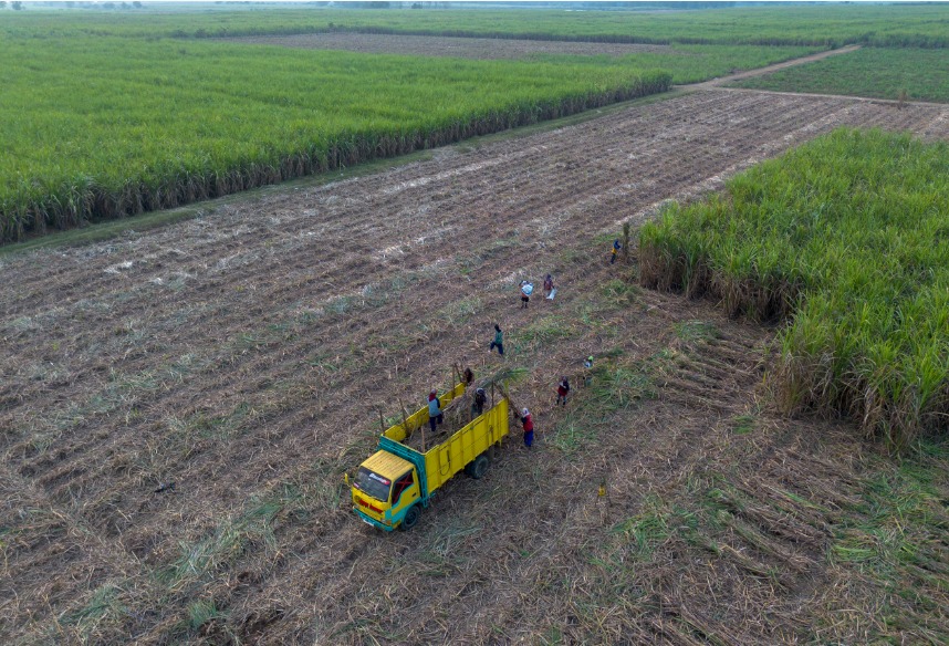 East Java's Ratoon Removal Strategy: Key to Sugar Self-Sufficiency by 2026
