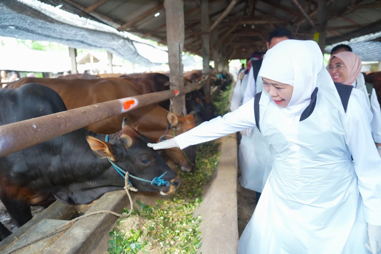Jatim Government's Free Foot-and-Mouth Disease Vaccine Programme Boosts Eid al-Adha 2026 Cattle Sales