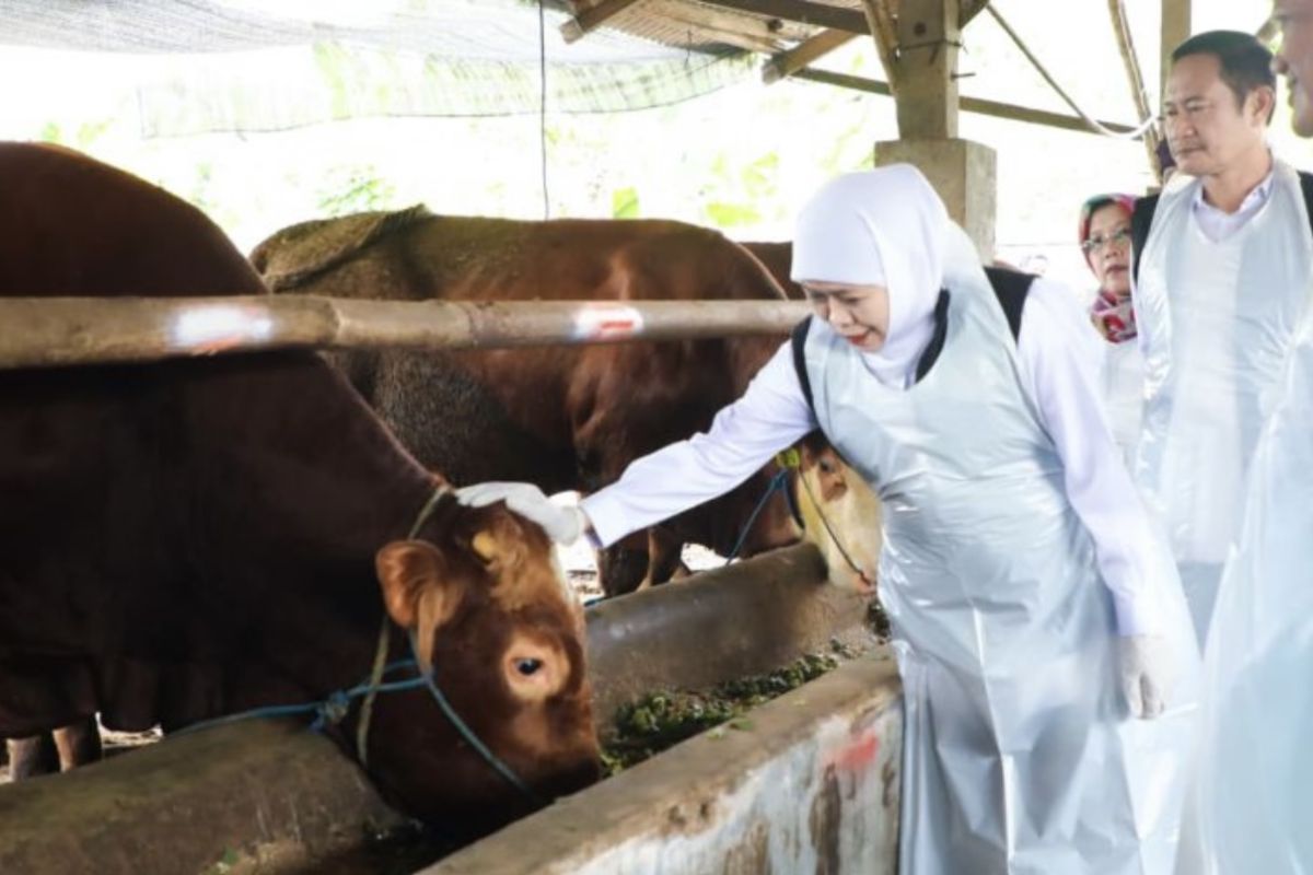 East Java Governor Khofifah Says Idul Adha Boosts Livestock Farmers' Economy