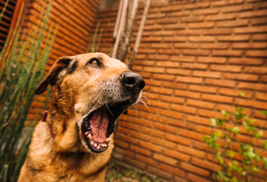 Timeline of Kupang District Staff Member's Death from Rabies Dog Bite