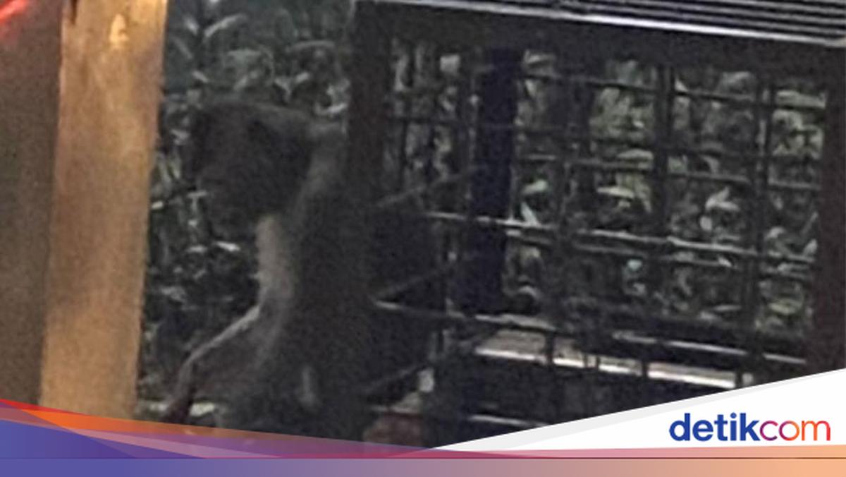 Police Investigate Viral Monkey Chained at Margonda-Juanda Intersection in Depok