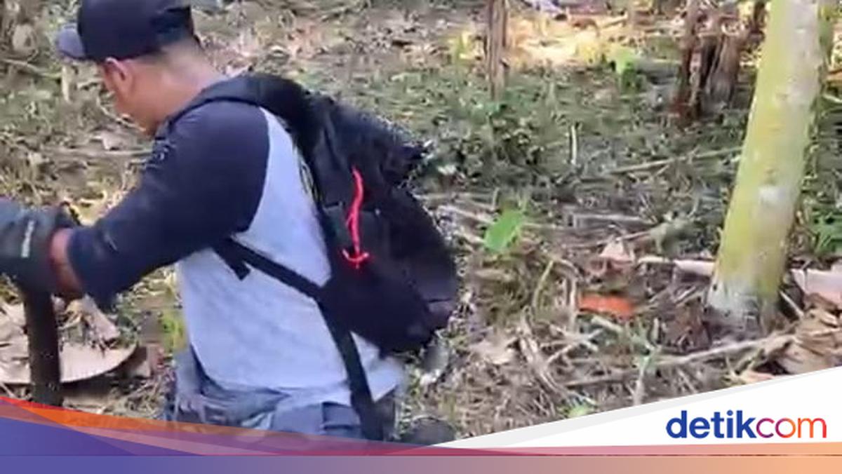 Terrifying 3.5-Metre King Cobra Invades Tabanan Residential Area