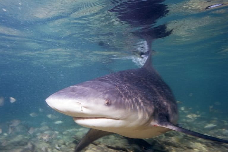 Critically Endangered Ganges Shark Rediscovered in North Kalimantan's Sesayap River