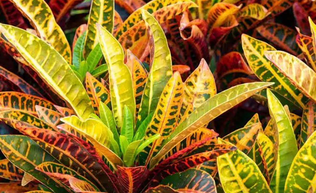 The Puring Plant: A Vibrant Beauty Making a Comeback