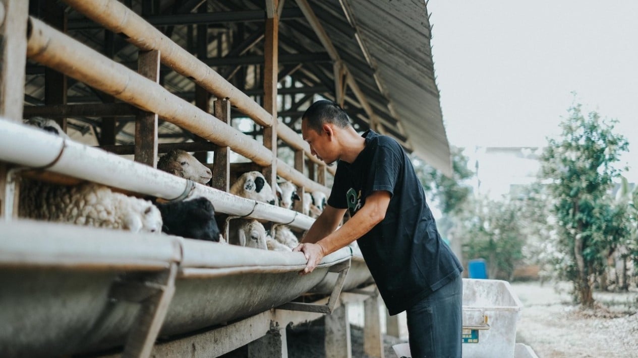Ahead of Eid al-Adha, 7 Business Opportunities Surge as Orders Flood In