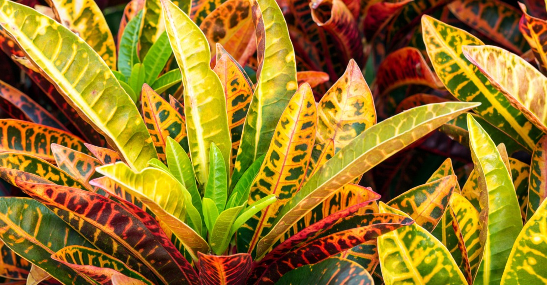 Comprehensive Guide to Cultivating Puring: Aesthetic Leaf Patterns and Rarely Known Herbal Benefits