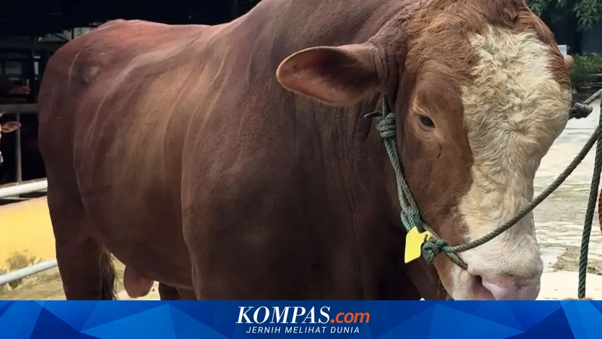 Meet Reymon, President Prabowo's Giant Sacrificial Cow for Depok Residents