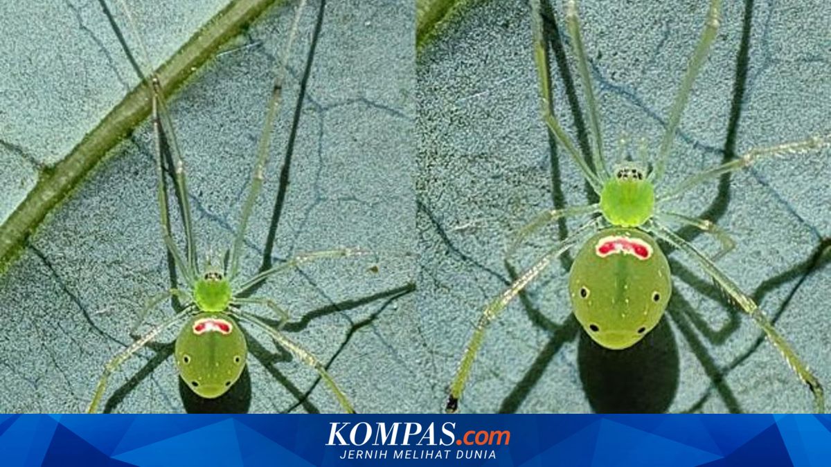 Scientists discover new 'smiling spider' species in the Himalayas during ant survey