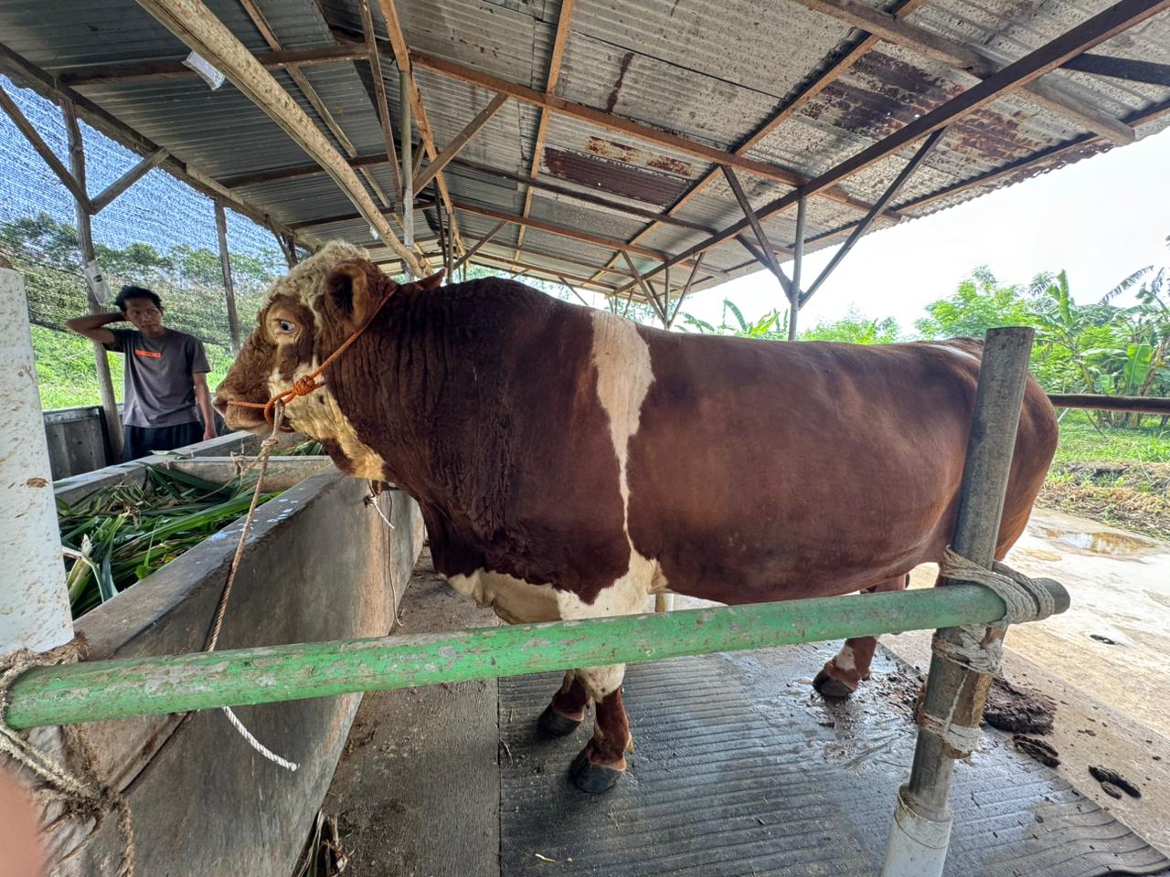President Prabowo Delivers 1.1-Tonne Cattle Aid to Tegal City for Second Time
