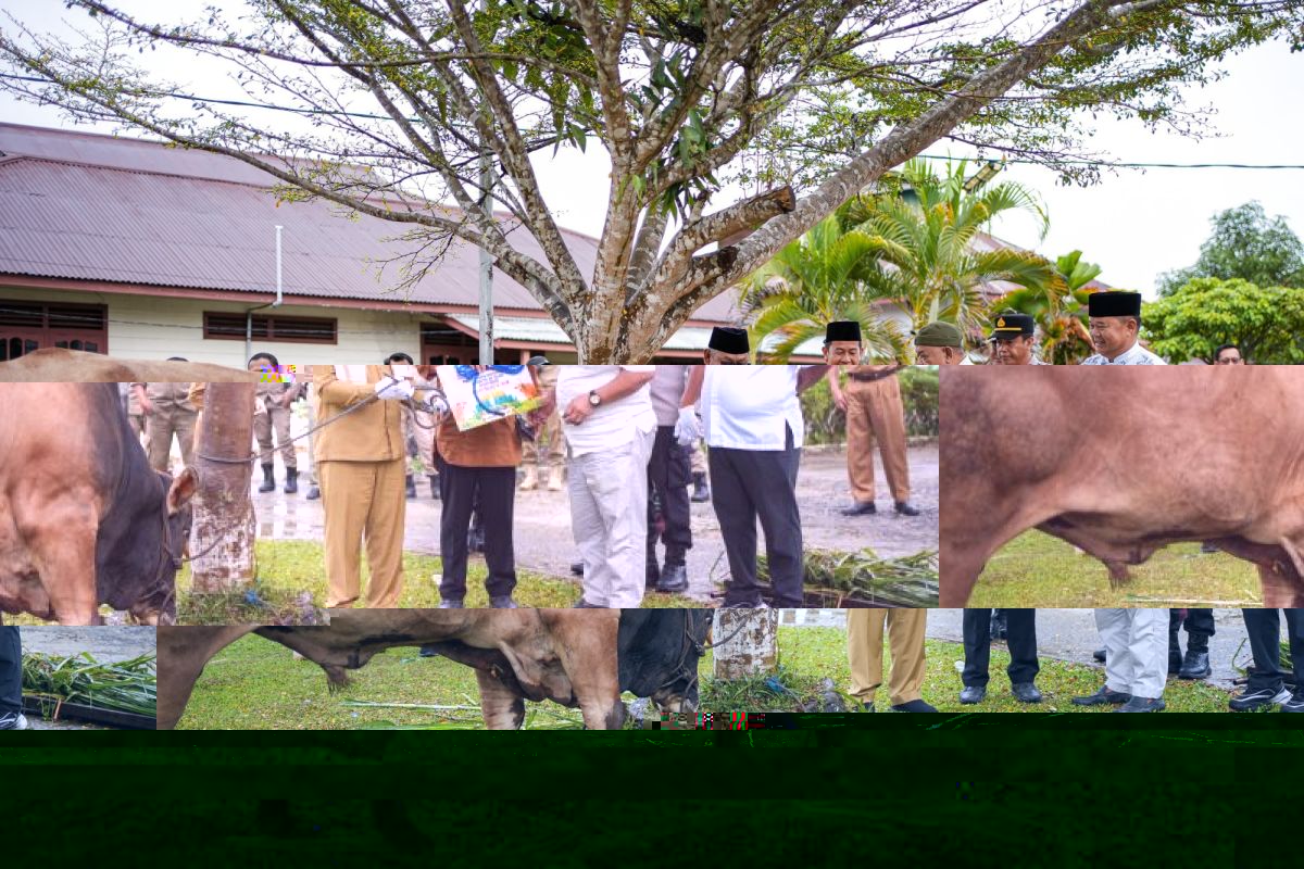 Indonesian President Provides Sacrificial Cattle to Wasiatul Islam Mosque for Eid al-Adha
