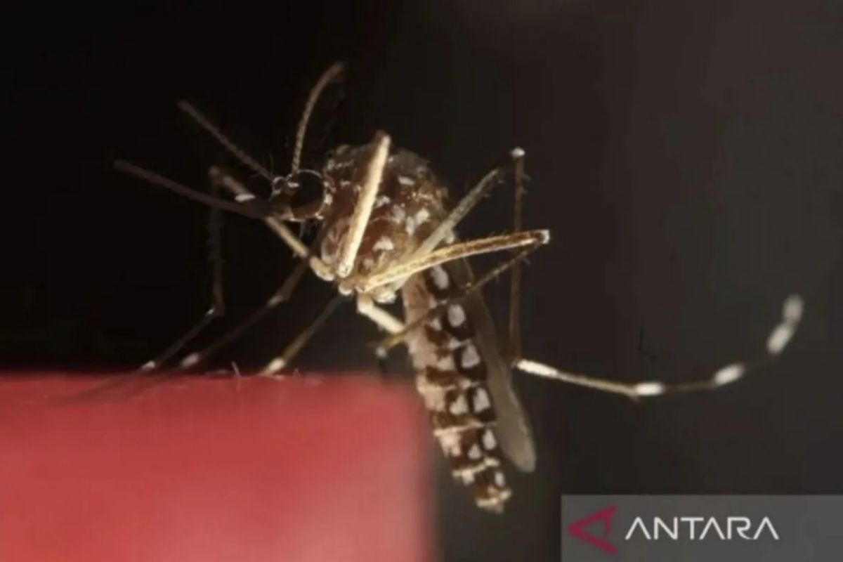 Dengue cases surge, Riau Health Department issues circular to heighten vigilance