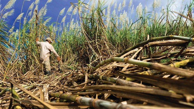 Government Aims to Boost Bioethanol in Fuel from Sugarcane Molasses; Farmers Respond