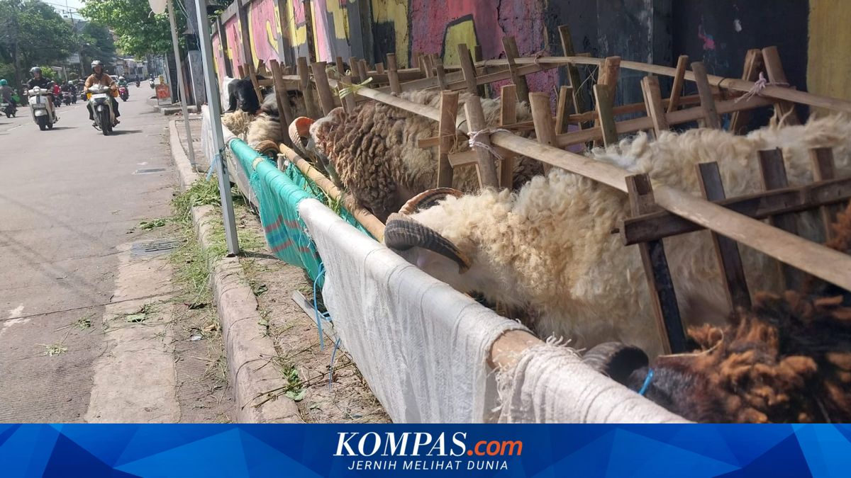 Don't Choose Haphazardly: Expert Tips for Healthy Sacrificial Animals for Eid al-Adha
