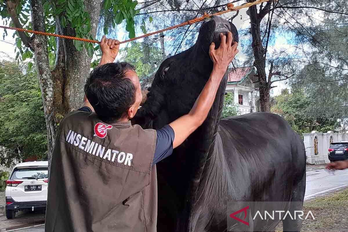 Indef projects Rp26.89 trillion value for qurban in 2026