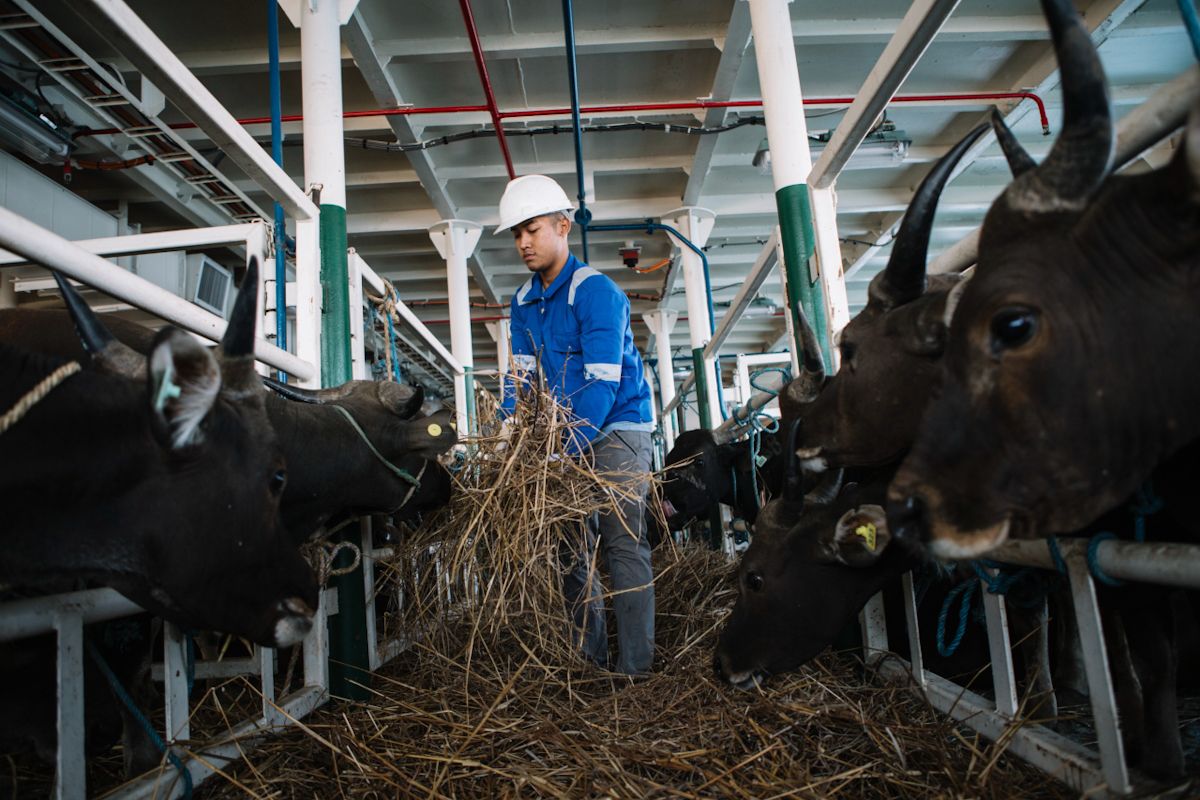 Pelni transports 825 cattle from Kupang to Jakarta ahead of Eid al-Adha