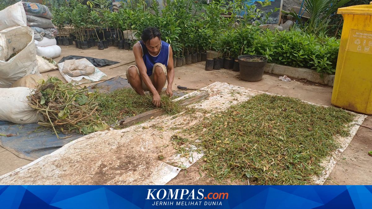 Kampung Bayam Madani Farmers' Group Turns Weeds and Market Waste into Fertiliser for Urban Farming