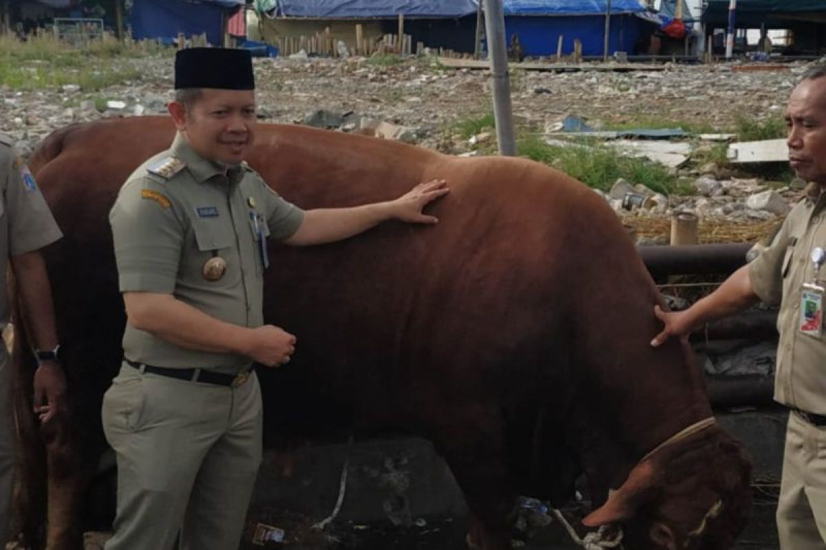 Thousand Islands Regency Distributes 46 Sacrificial Animals to Inhabited Islands Ahead of Eid al-Adha