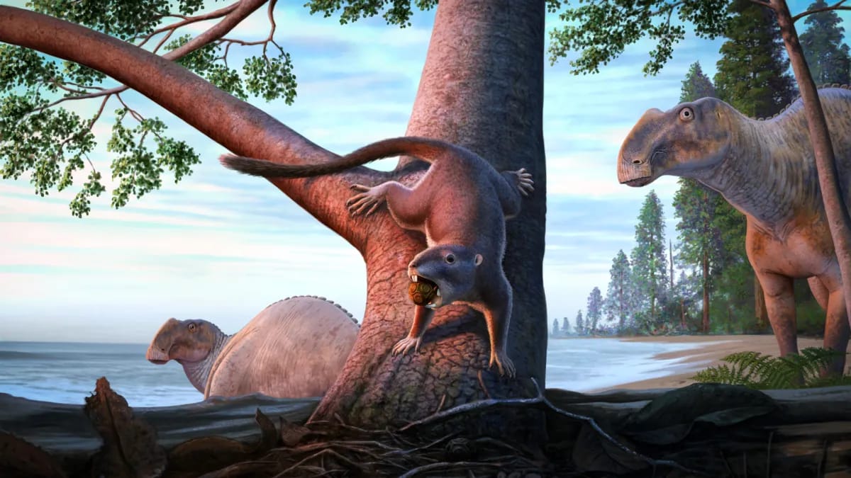 This Small Mammal Survived the Dinosaur Extinction and Helped Shape Life on Earth
